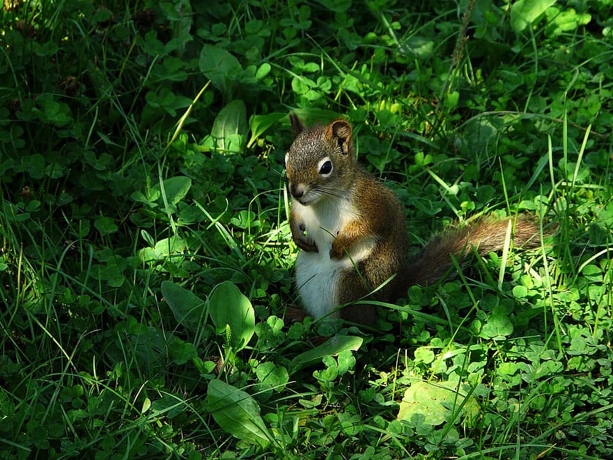 Squirrel, Rodent, Animal, Wildlife, Mammal, Nature, animals in the wild, cute, forest, fur, green color