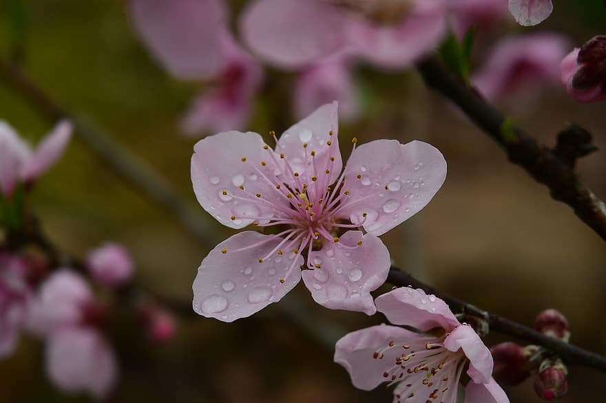 Peach Blossom, Dewdrops, Bloom, Blossom, Stigma, Pink Flowers, Pink Petals, Flora, Floriculture, Horticulture, Botany