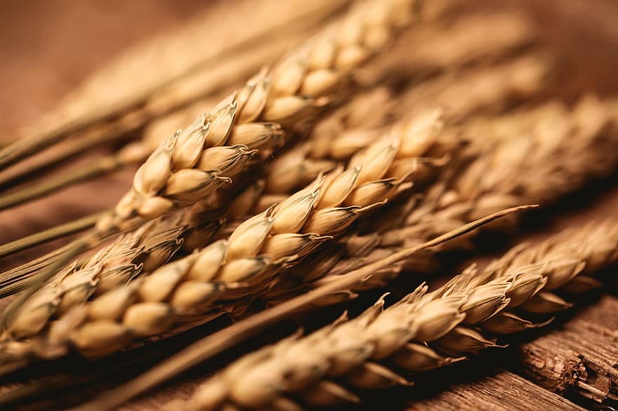 trigo, milharal, cereais, grão, agricultura, Espigão, colheita, arável, plantar, facilidade, grama