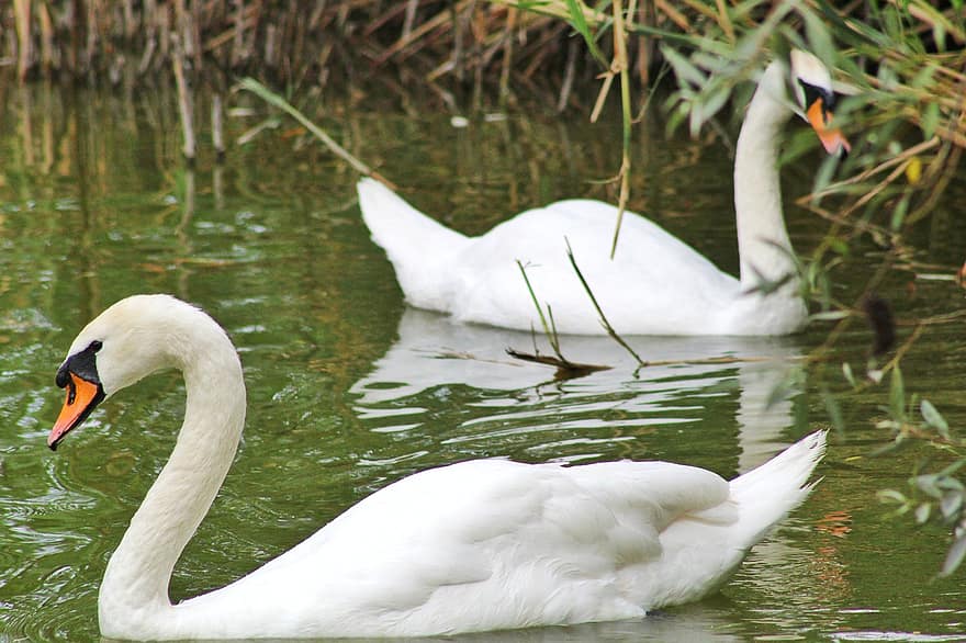 Swans, Park, Birds, Lake, Pond, Waterfowls, Water Birds