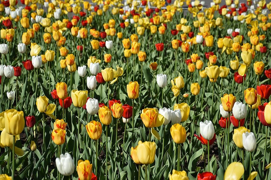 tulipes, flors, plantes, camp, prat, tulipes vermells, tulipes blancs, tulipes grocs, pètals, flor, florir