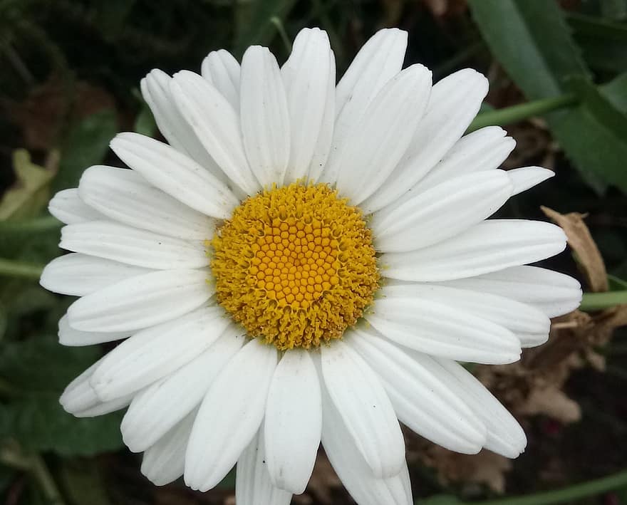 margrietmadeliefje, madeliefje, witte bloem, weide, tuin-