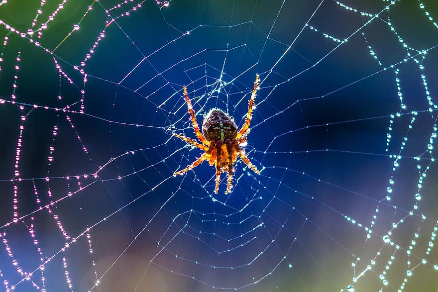 Angulate Orbweaver, мрежа, дъждовни капки, роса, капки роса, капчици, паяк, Araneus, вид от паякообразни, животно, паяжина