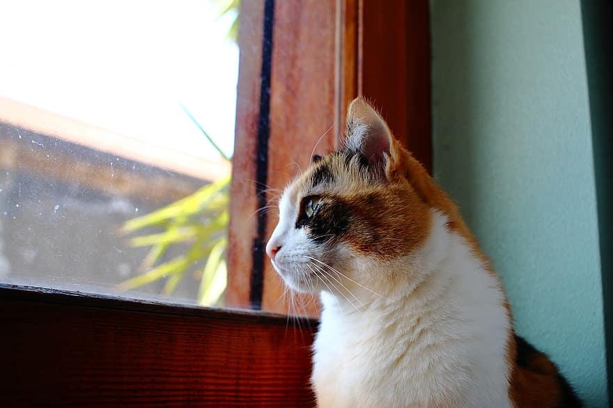 con mèo, thú vật, cửa sổ, vật nuôi, lông thú, động vật có vú