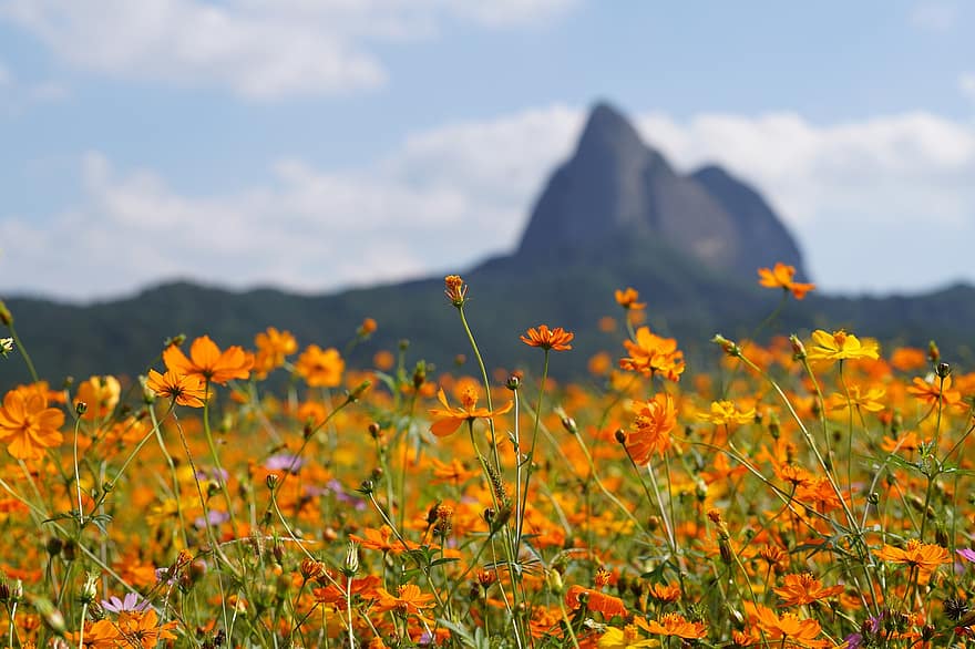 Provinční park Maisan, květy, oranžové květy, louka, pole, Jižní Korea, Okres Jinan, Příroda