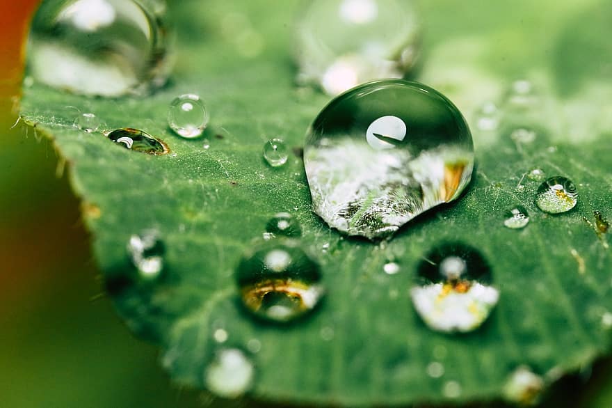 Leaf, Water Drop, Droplet, Rain, Wet
