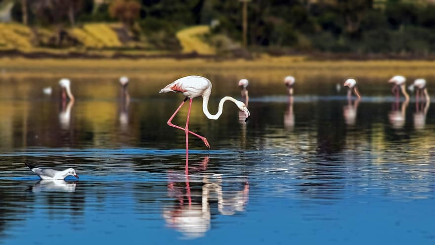 paukštis, flamingas, laukinės gamtos, paukščių stebėjimas, ornitologija, gyvūnas, laukiniai, alyki, Larnaka, vanduo, ežeras