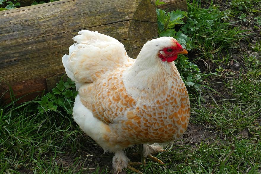 ไก่ไข่, ไก่, สัตว์ปีก, สัตว์เลี้ยงในฟาร์ม, ไก่ช่วง, นก, ขน, เครื่องแต่งตัว, ฟาร์ม, การเกษตร, หญ้า