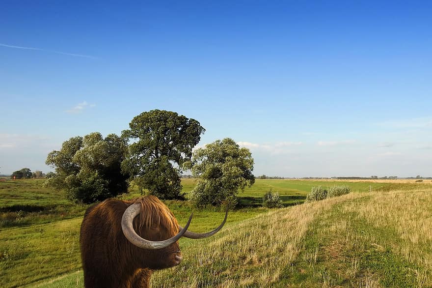 風景、動物、牛肉、角、牧草地