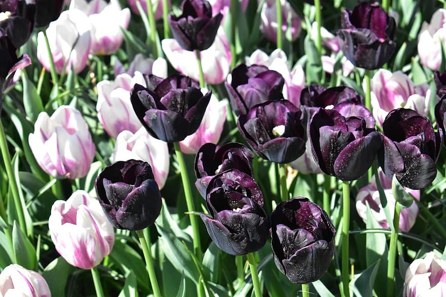blomster, tulipaner, blomstring, natur, forår, violet, lilla, flora, holland, botanik, Mark