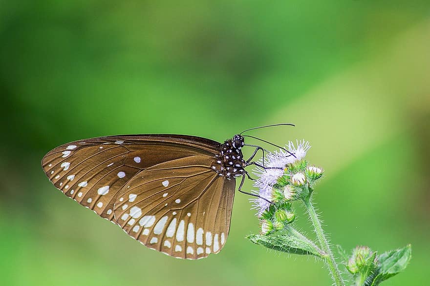 kroontjesvlinder, bloemen, bestuiving, vlinder, entomologie, tuin-, macro, detailopname, natuur, insect, groene kleur