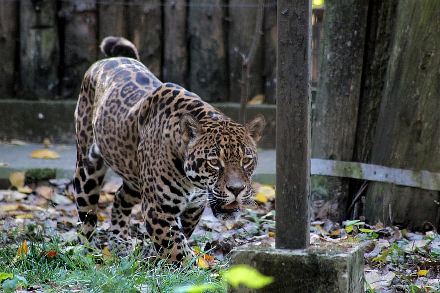 jaguar, dyr, dyreliv, rovdyr, pattedyr, stor kat, vild, Zoo