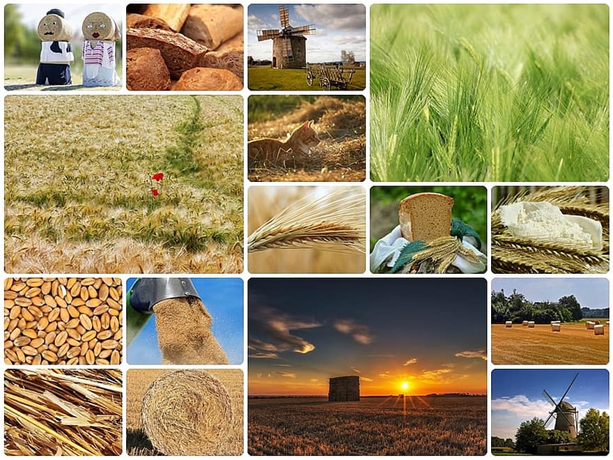 trigo, collage, Collage de trigo, Collage-trigo, collage de fotos, Campos de trigo, molinos, un pan, harina, rollos de paja, Paja