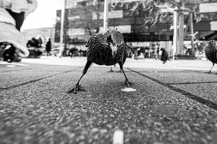 Bird, Animal, City, Sidewalk, Street, Urban, Closeup, Nature, feather, beak, black and white