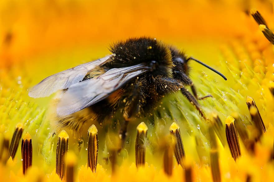 humla, pollen, pollinering, natur, blomma, nektar, insekt, solros, pollinera, makro, närbild