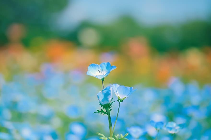 Mata Biru Bayi Menzies, bunga-bunga, tanaman, nemophila, bunga biru, kelopak, berkembang, flora, musim semi, alam, musim panas
