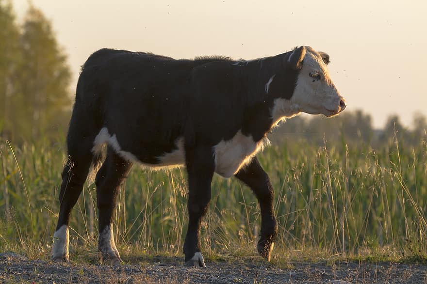vaca, ganado, granja, animal, naturaleza, mamífero, agricultura, rural, campo, carne de vaca, bovino