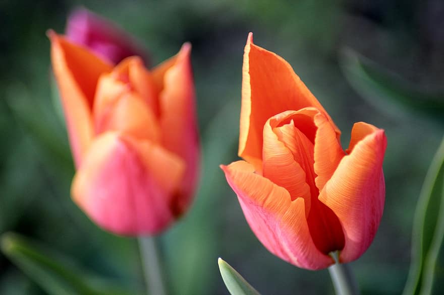 tulipan, vår, blomster, hage, blomstre, blomst, fiolett, makro, natur, rød, vårblomst
