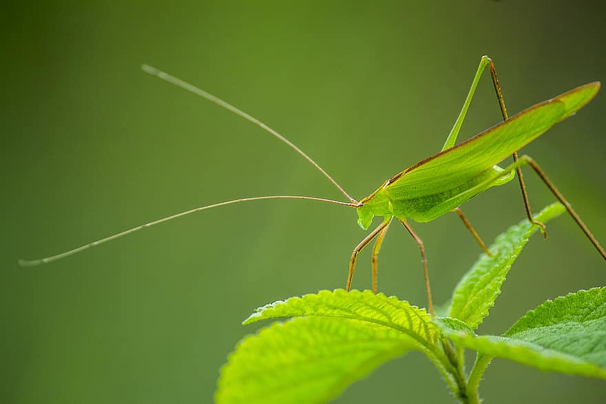 Insect, Grasshopper, Wildlife, Nature, Animal, Close Up, Entomology, close-up, macro, green color, leaf