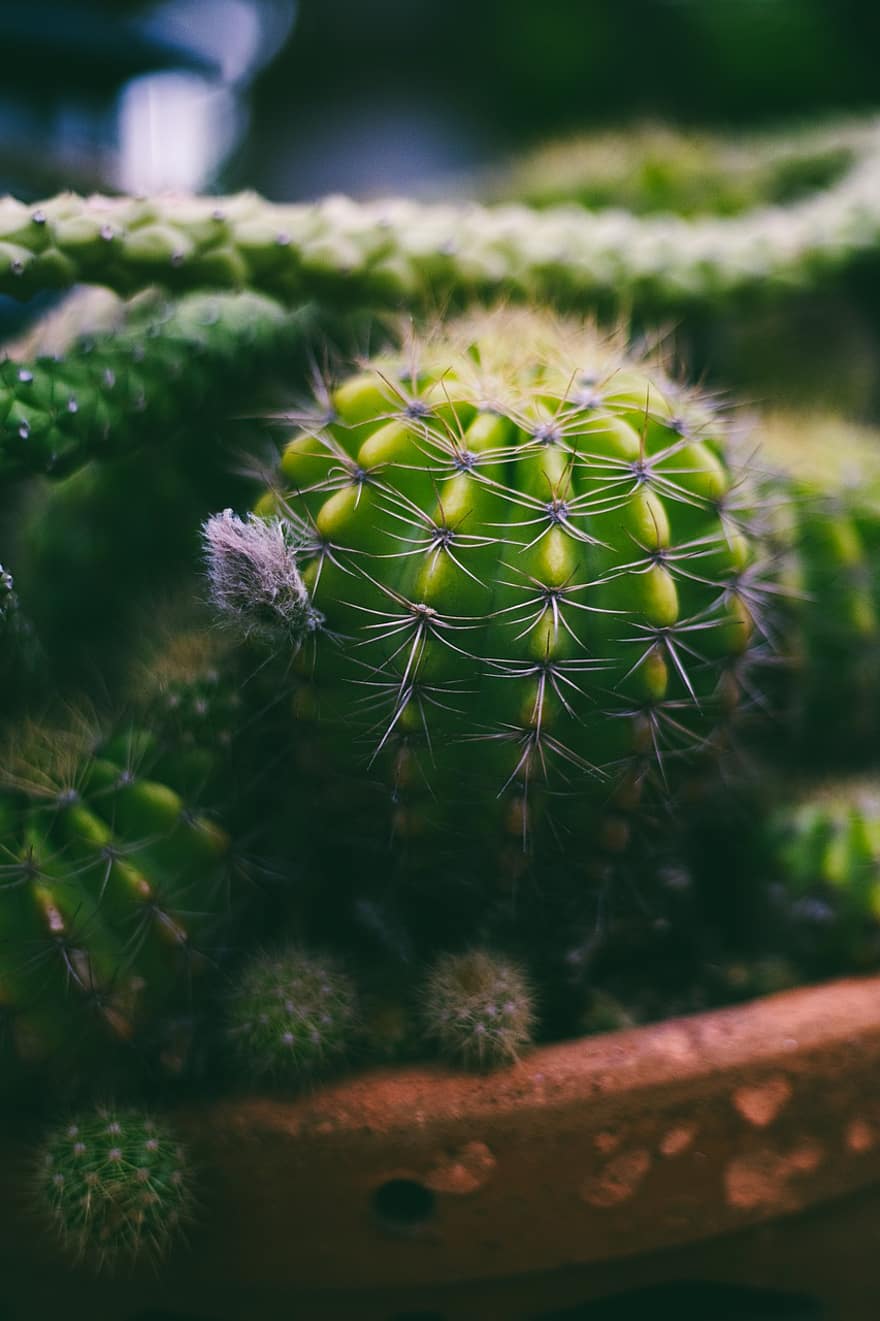 Thorns, Cactus, Plant, Nature, Green, Prickly, Desert Plants, Flora, Desert, Cactus Garden, Cactus Flowers