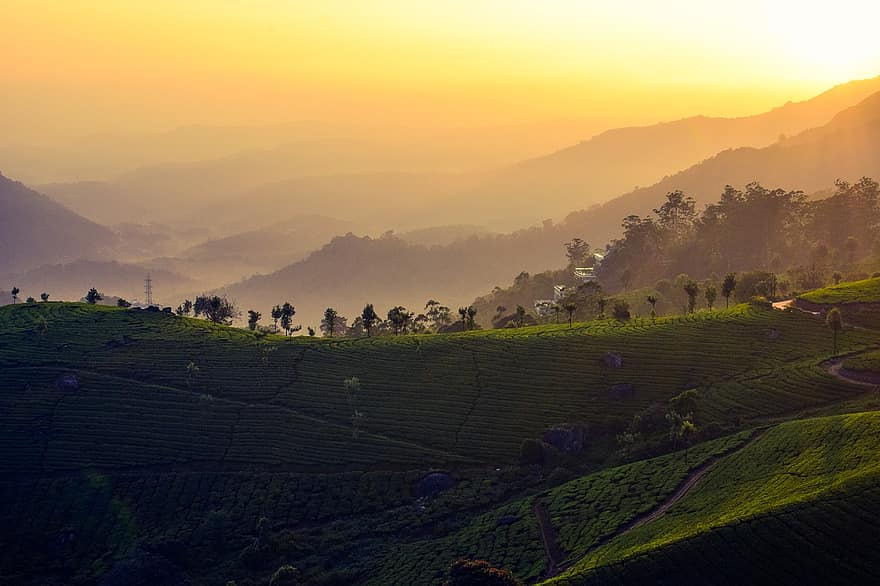 Fattoria del tè, colline, montagne, agricoltura, azienda agricola, terreni agricoli, coltivazione, Alba, tramonto, crepuscolo, paesaggio