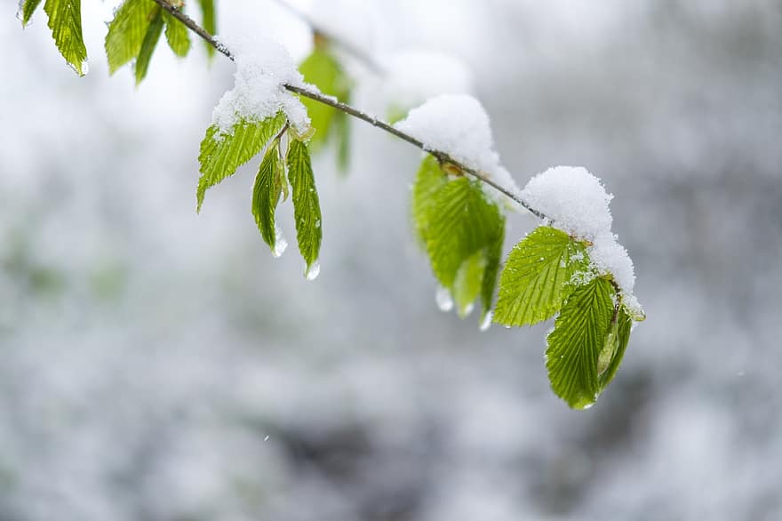 листа, дърво, скреж, сняг, пружина, природа