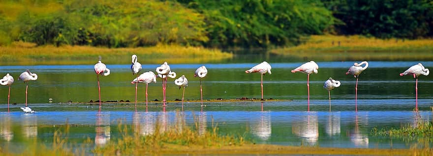 flamingoer, fugler, fjær, flokk, innsjø, hvile, sove, dyreliv, sammen, vann, Naliasar Lake