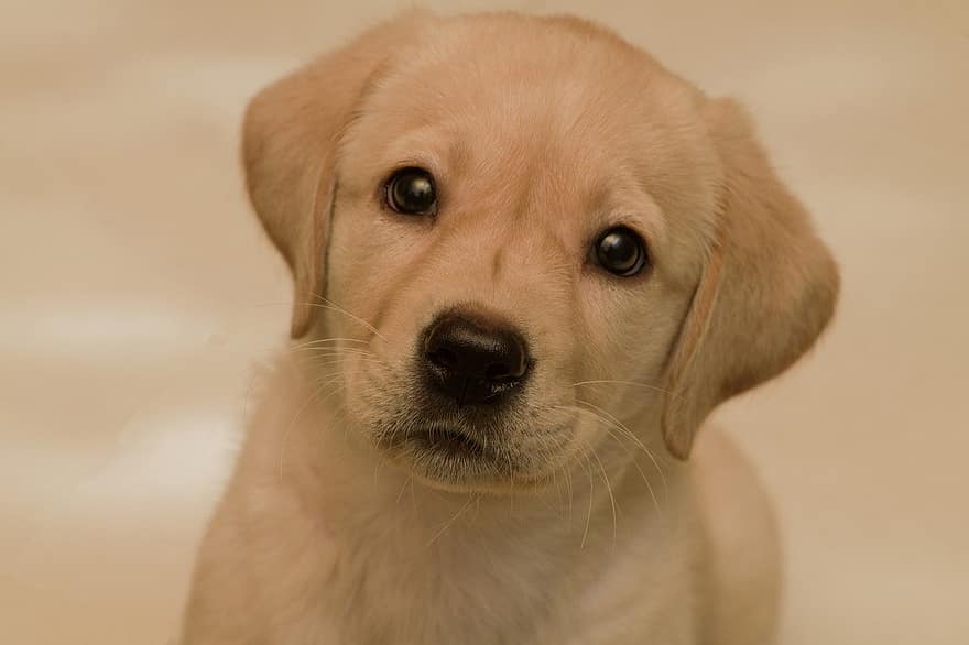 Puppy, Dog, Animal, Canine, cute, pets, retriever, purebred dog, domestic animals, looking, young animal