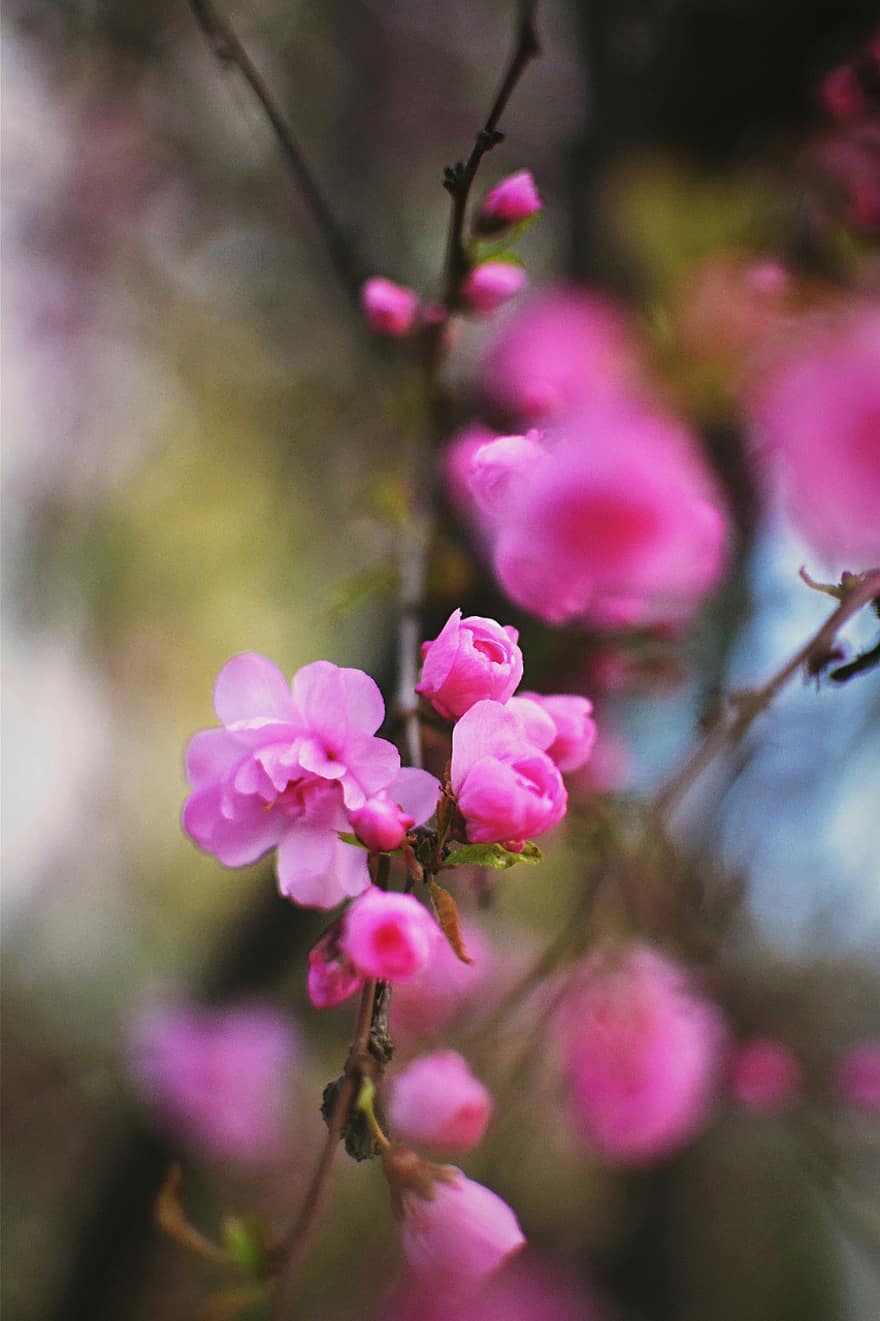 咲く、フラワーズ、春、花、ピンク色、閉じる、工場、花弁、フラワーヘッド、葉、鮮度