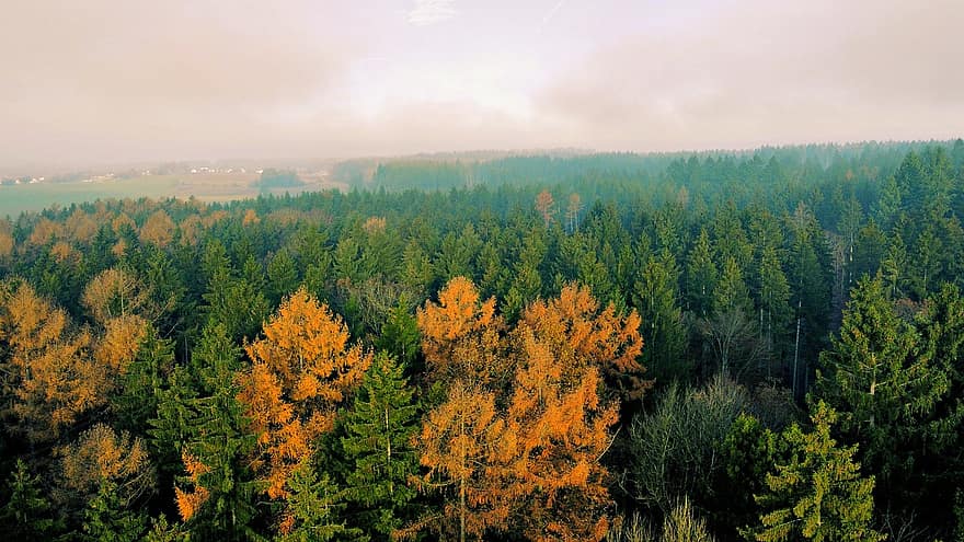 koki, skujkoku mežs, rudenī, kritums, skatu uz putnu