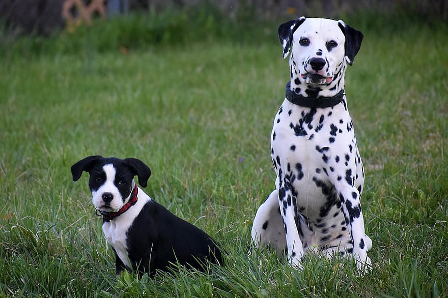Dalmatian, Puppy, American Bull, Dogs, Play, Friends, Canine, Pets, Animals, dog, cute