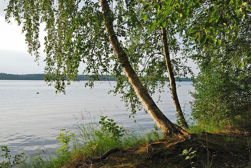 озеро, дерево, листья, листва, береза, воды, дикий, спокойный, путешествовать, природа, скандинавский