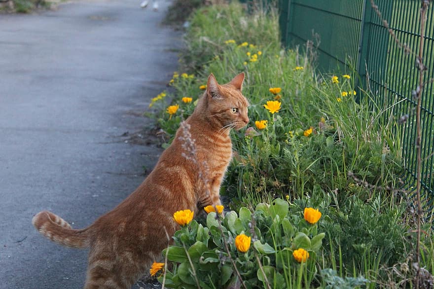котка, ограда, жълти цветя, клюкарка, оранжев табби, таби котка, котешки, домашен любимец, градина, любопитен, любопитна котка