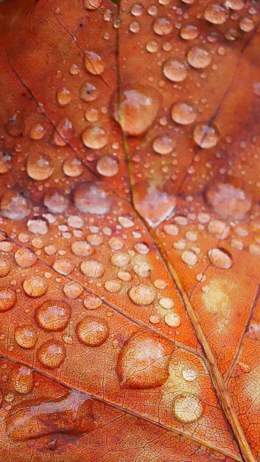잎, 이슬 방울, 가을, 시즌, 자연