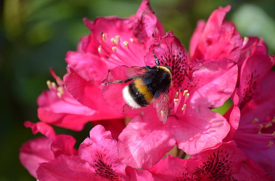 rododendron, trzmiel, owad, kwiat, pszczoła, wiosna, kwitnąć, różowy kwiat, Natura, zbliżenie, roślina