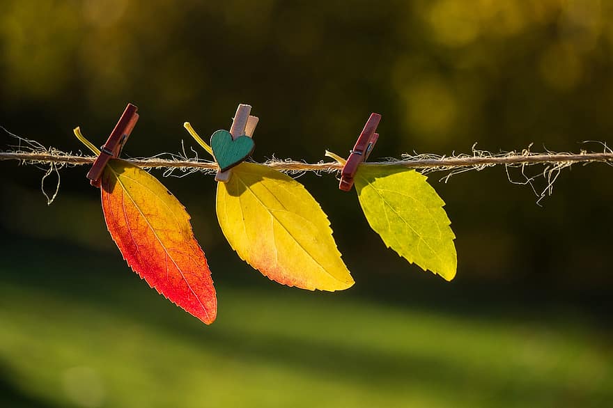 Autumn, Fall Leaves, Leaves, Autumn Colours, Colorful, Cord, Lined Up, Greeting Card, Autumn Mood, Arranged, Yellow