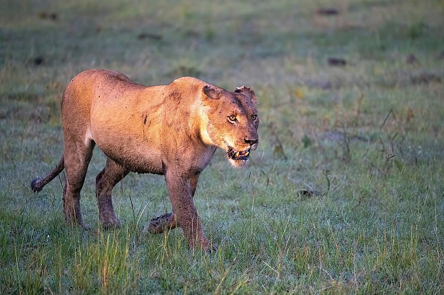 Lion, lionne, animal, animal sauvage, faune, mammifère, région sauvage, la nature