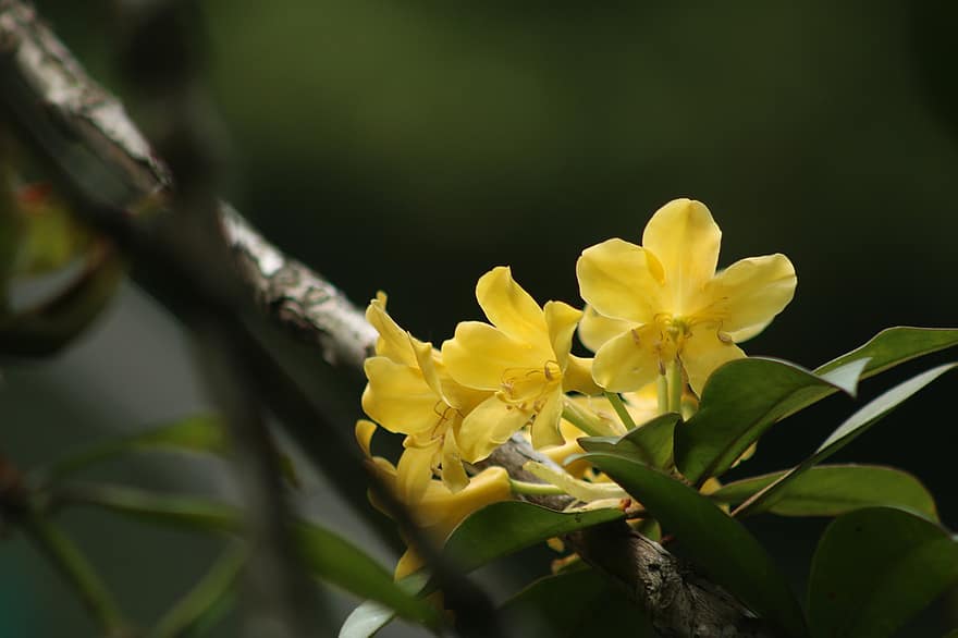 Flower, Botany, Rhododendron, Azalea, Spring, Nature, Forest, Landscape, Bloom, Blossom