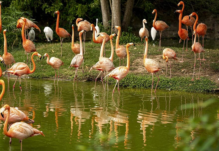 птици, фламинго, орнитология, парк, природа, езеро, див, вид, фауна, птичи, перце