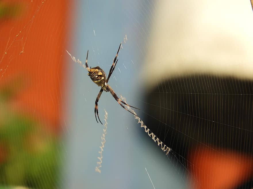 zirneklis, arachnid, zirnekļa tīkls, tīmeklī, orb, audējs, kukaiņi, kļūda, arachnofobija, raksturs, savvaļas dzīvnieki
