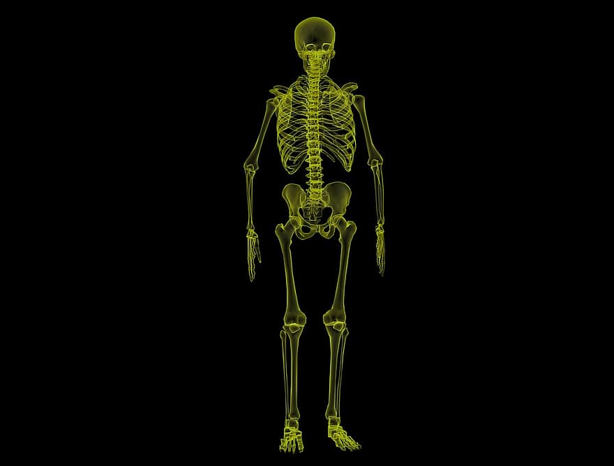 人間の骨格、解剖学、骨格、スケルトン、医療の、体、科学、健康、医学、X線、3D