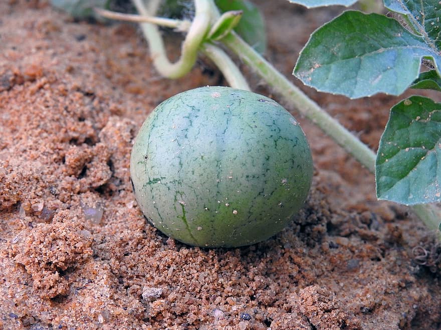 frugt, vandmelon, organisk, sund og rask, vækst, landbrug, afgrøde, gård, høst