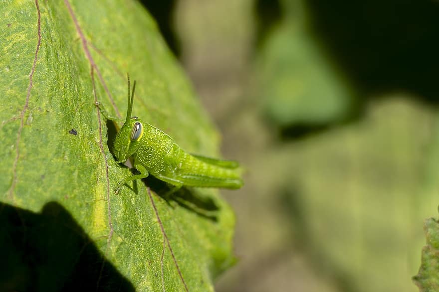 Grasshopper, Insect, Bug, Eating, Animal, Locust, Green, Summer, Cricket, Leaf, Garden