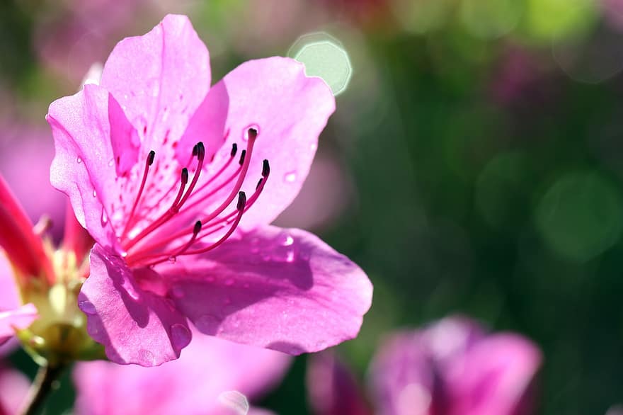 azálea, Yeongsanhong, Rhododendron Indicum, azaléia real, rododendro, flor, flores silvestres, plantar, pétala, jardins floridos, natureza