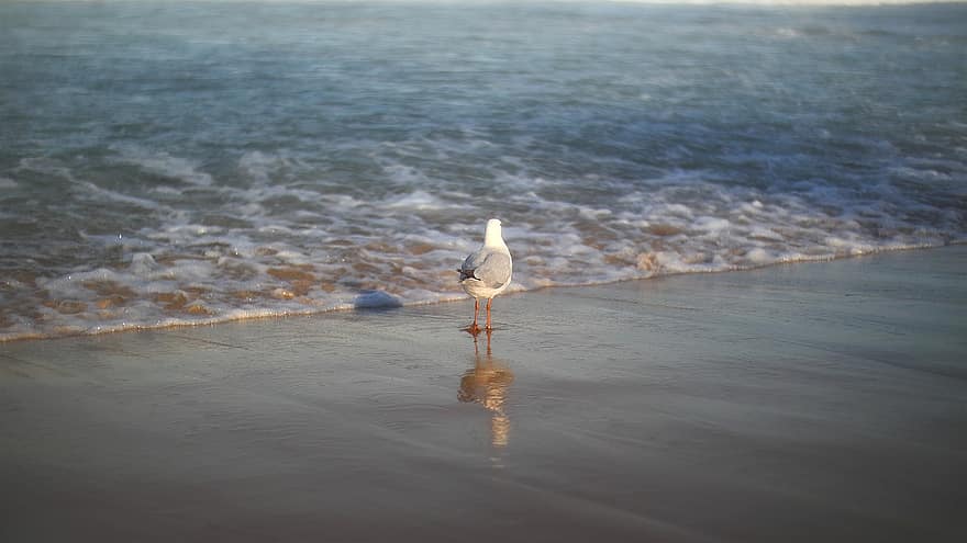 чайка, птица, море, воды, океан, волны, природа, песок, пляж, мыслитель, спокойный