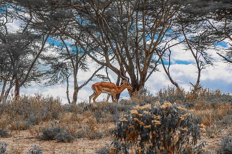 impala, antilopė, safari, gyvūnas, žinduolių, laukinės gamtos, dykumoje, fauna, laukiniai, miškas, pobūdį