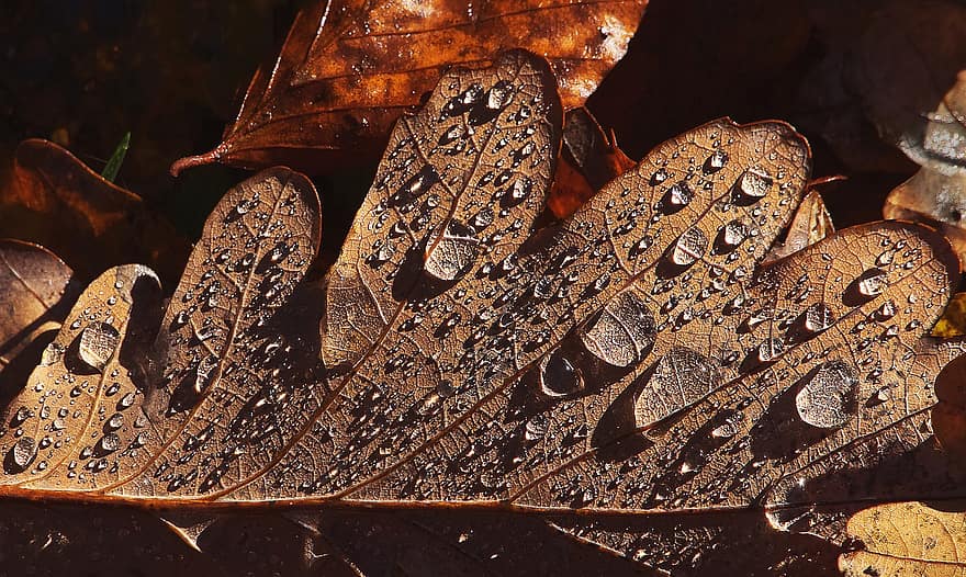 листя, природи, осінь, сезон, падіння, на відкритому повітрі, мокрий, краплі, дощ