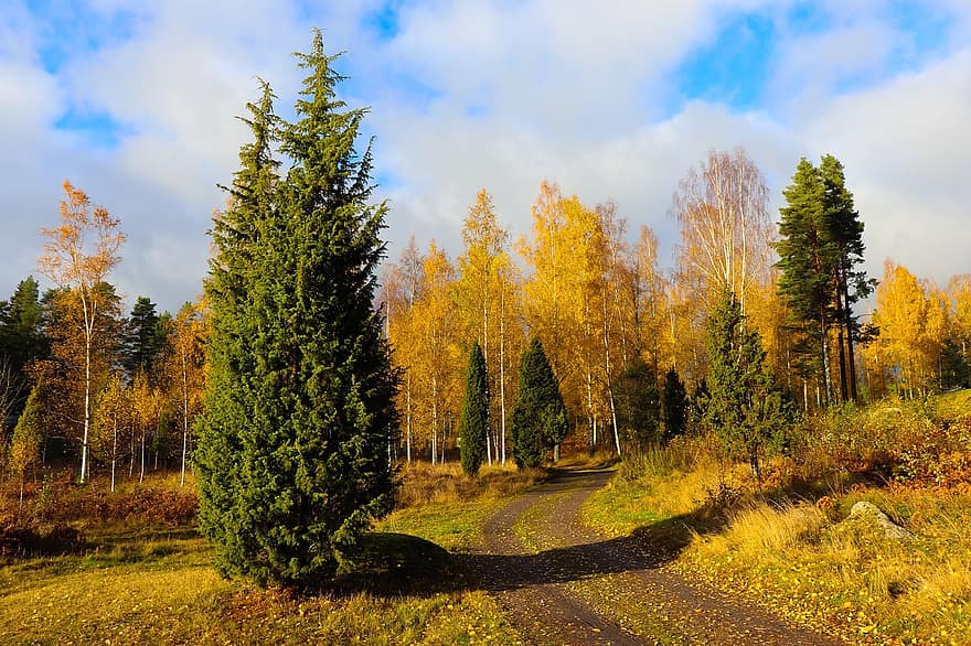 未舗装の道路、田舎道、木、休息のための、秋、農村、田舎、自然、森林、黄、シーズン