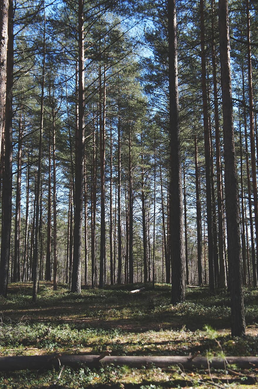 Forest, Trees, Pine, Spring, Ecology, Nature, tree, green color, summer, landscape, season