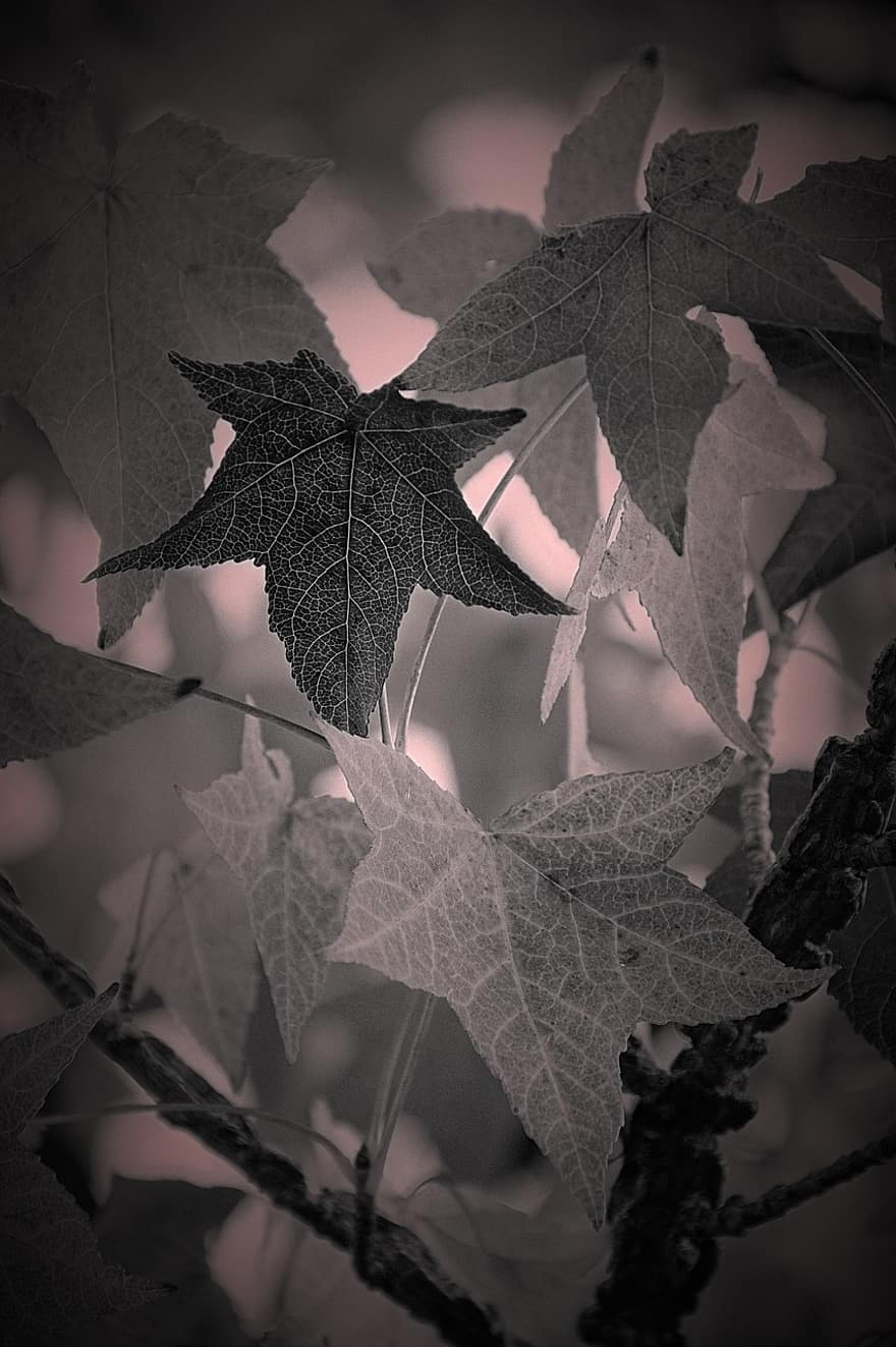 葉、秋、白黒、自然、森林、抽象